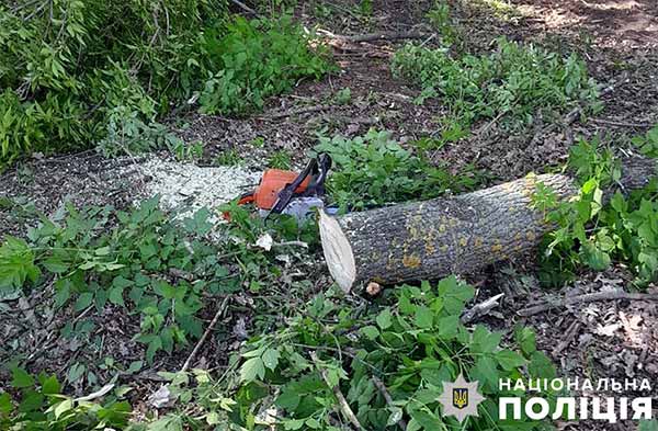 На Полтавщині п'ятеро зловмисників незаконно вирубували дерева