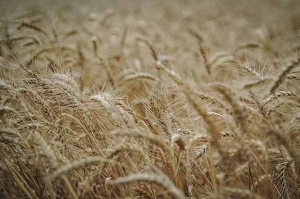 Аграрії Полтавщини завершили збір ранніх зернових і зерно...