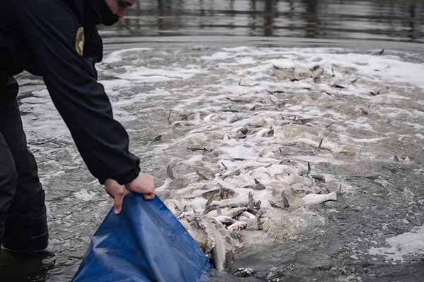 у водойми Полтавщини випустять ще 63 тисячі екземплярів риби