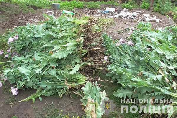 На Полтавщині 45-річна жителька Миргородщини рослини снотворного маку