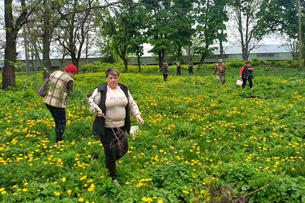 На Гребінківщині висадили алею молодих дерев